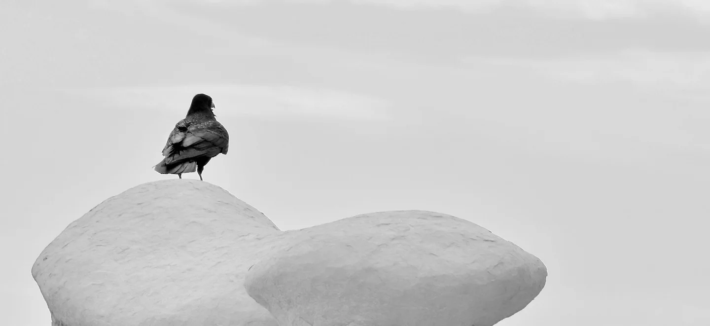 Wildlife fine art photograph by Rick Nye Photography