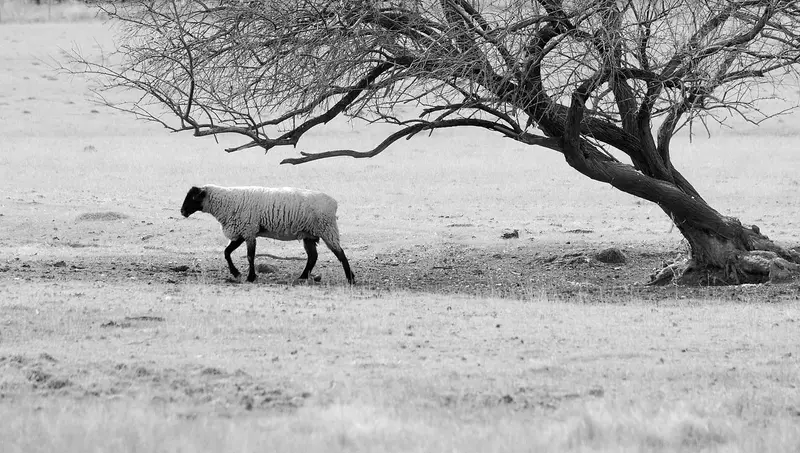 Wildlife fine art photograph by Rick Nye Photography