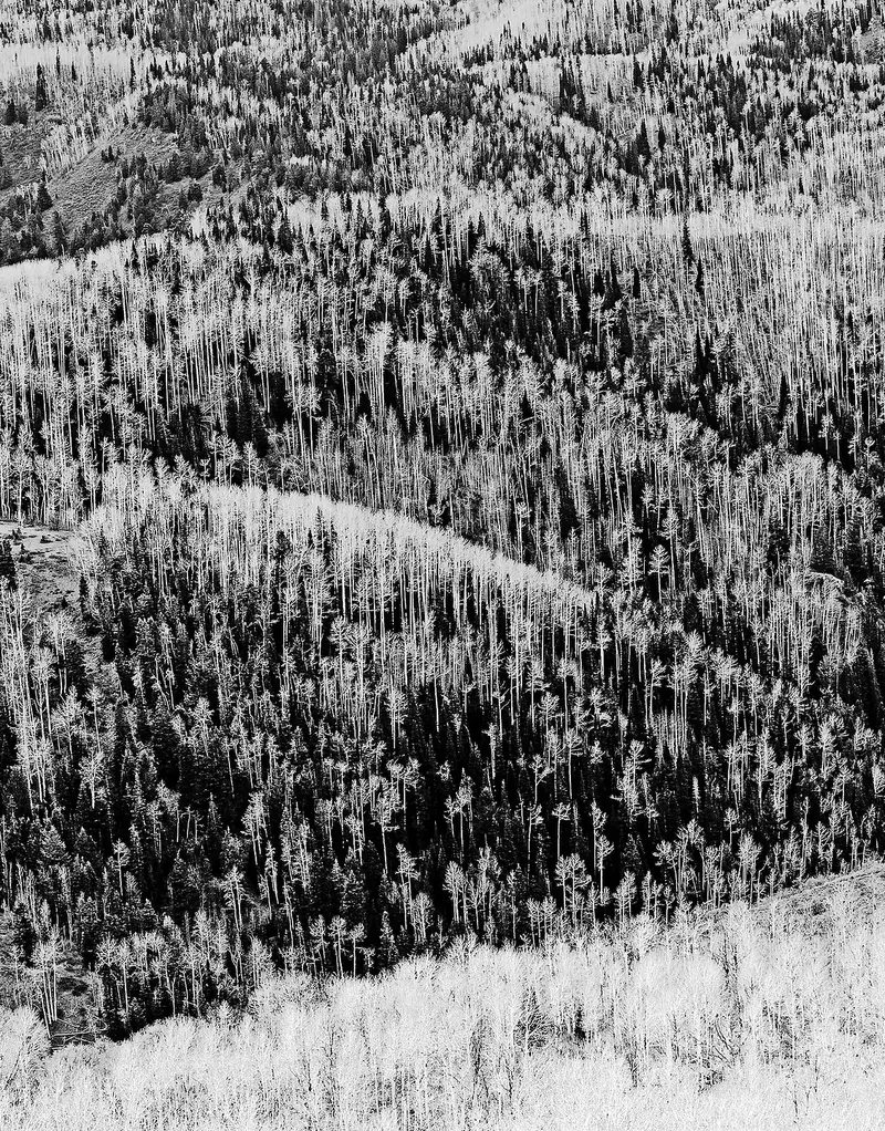 Fine art tree and forest photograph by Rick Nye Photography