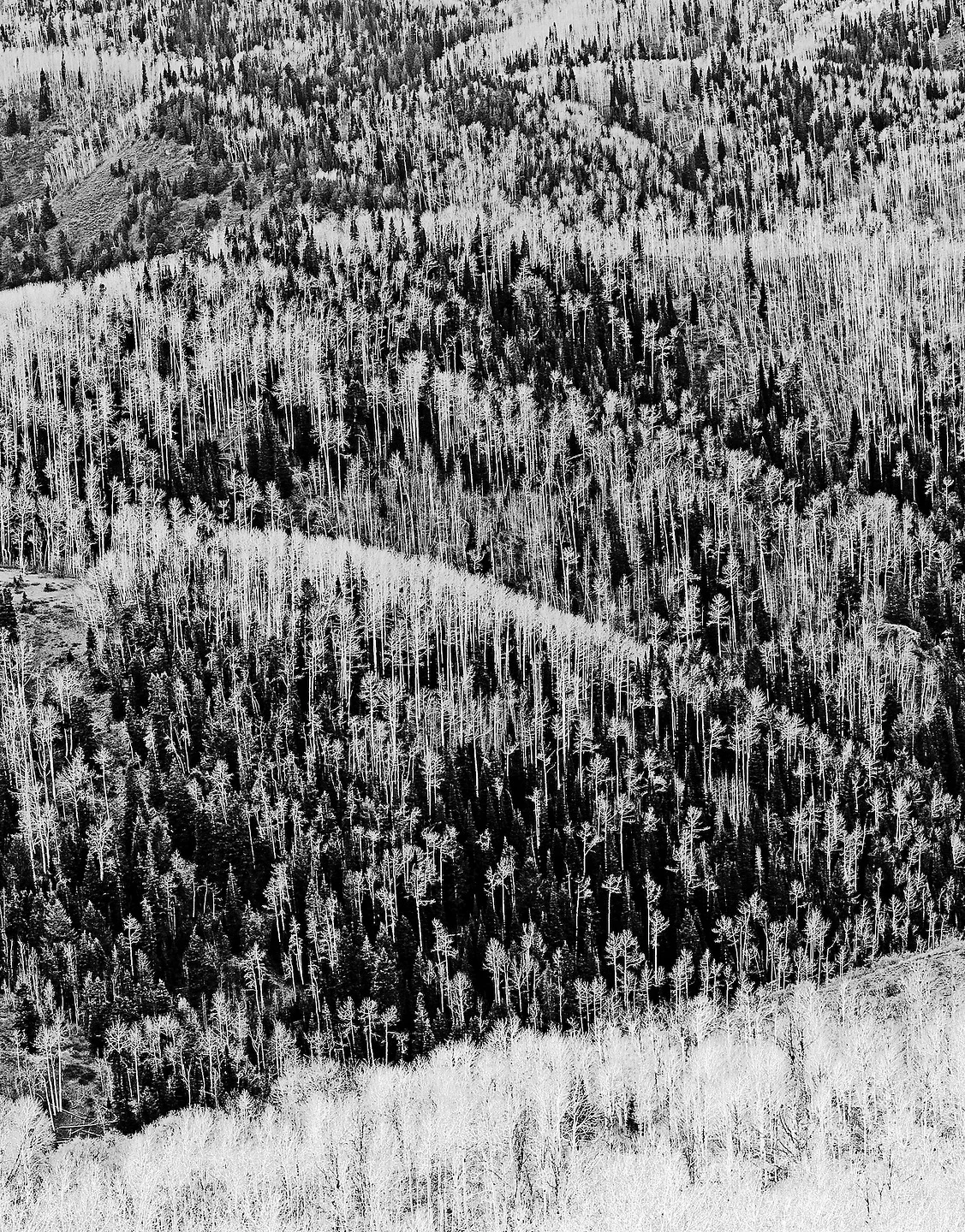 Fine art tree and forest photograph by Rick Nye Photography
